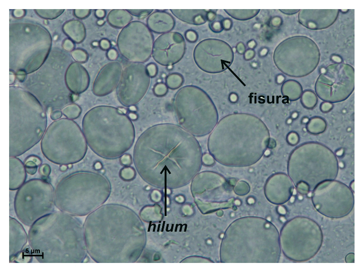 Granos de almidón del género Triticum al microscopio óptico (pág. 339)
